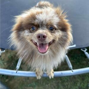 Meet your Posher, Maria